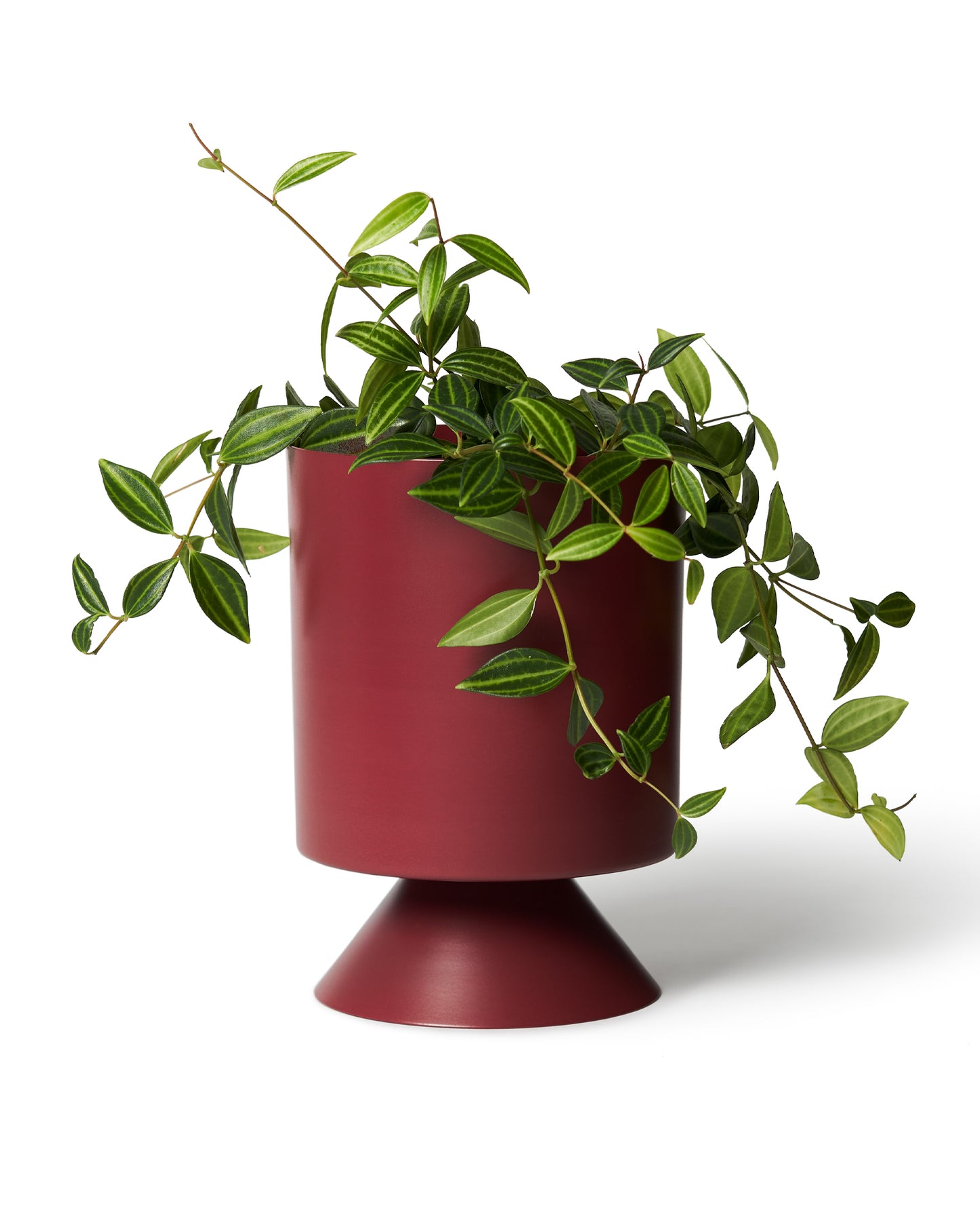 Merlot Palm Springs Planter Small