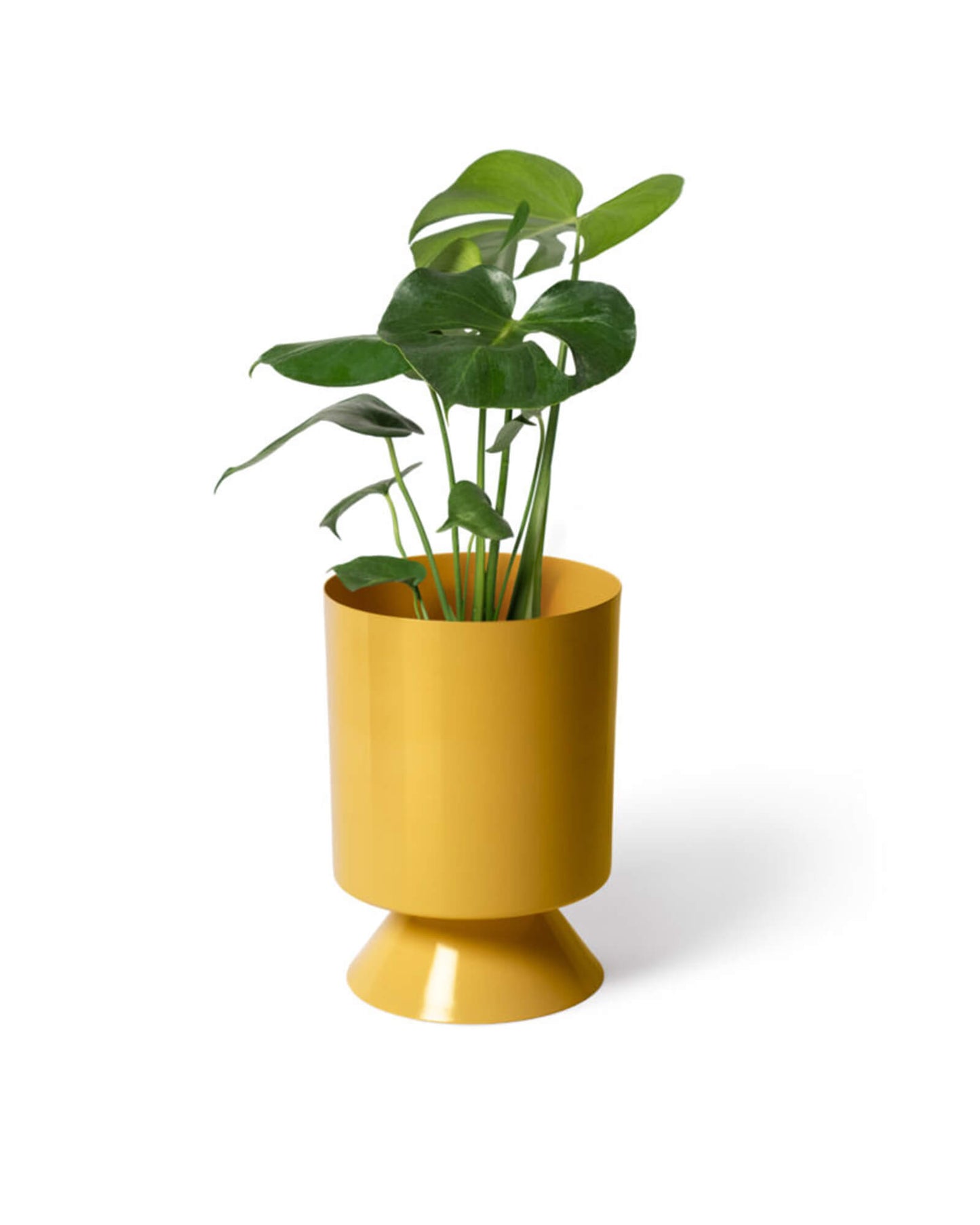 Turmeric Palm Springs Planter Small