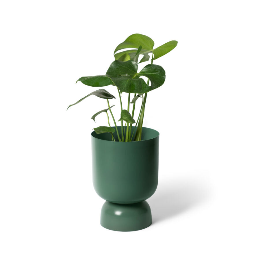 Goblet Planter Juniper - Small