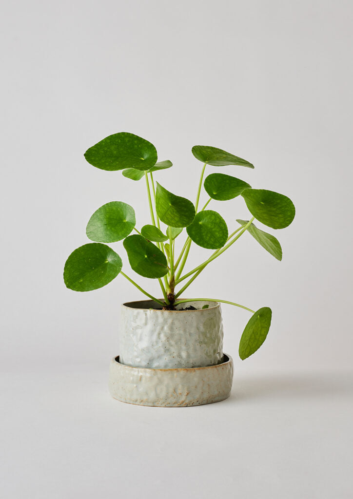 Grey Crackle - Organic Planter Small