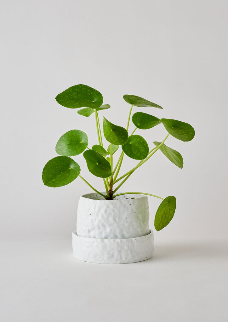 White Crackle - Organic Planter Small