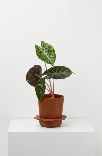 Spring Pot - Clay with musk speckle