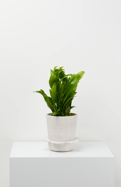 Spring Pot - White with clay speckle