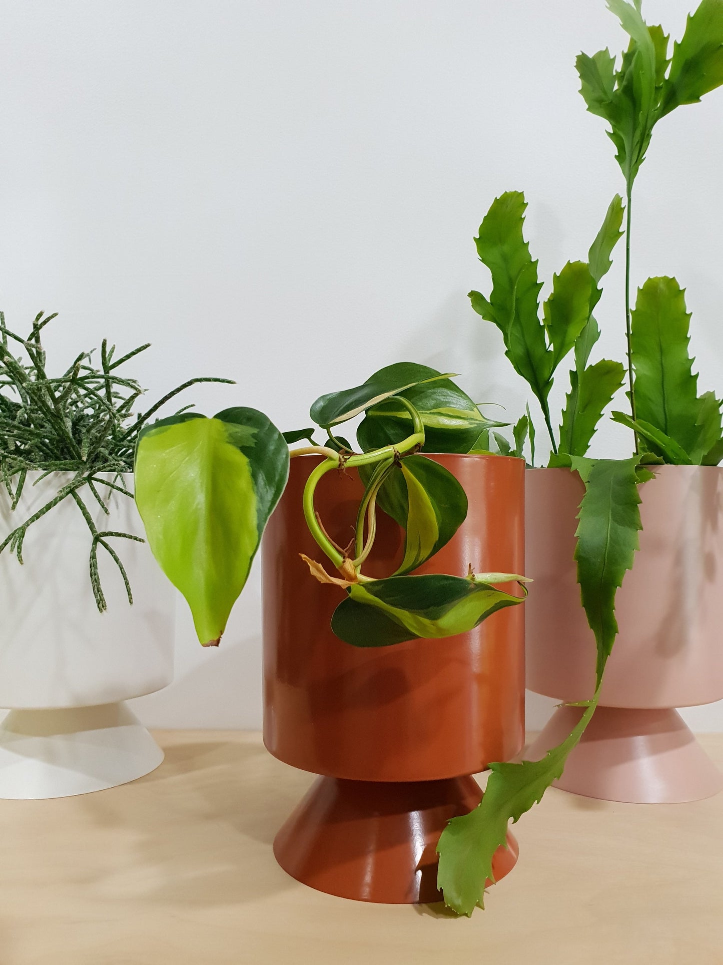 Turmeric Palm Springs Planter Small
