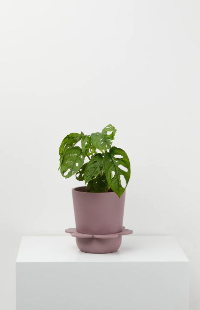 Spring Pot - Musk