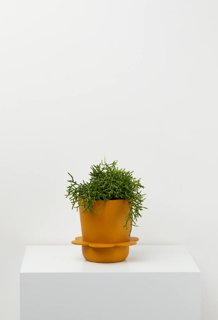 Spring Pot Turmeric