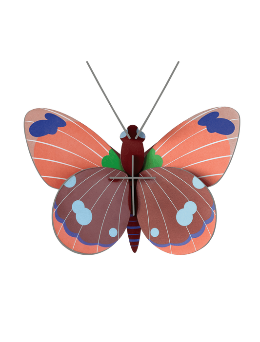 Delias Wall Butterfly