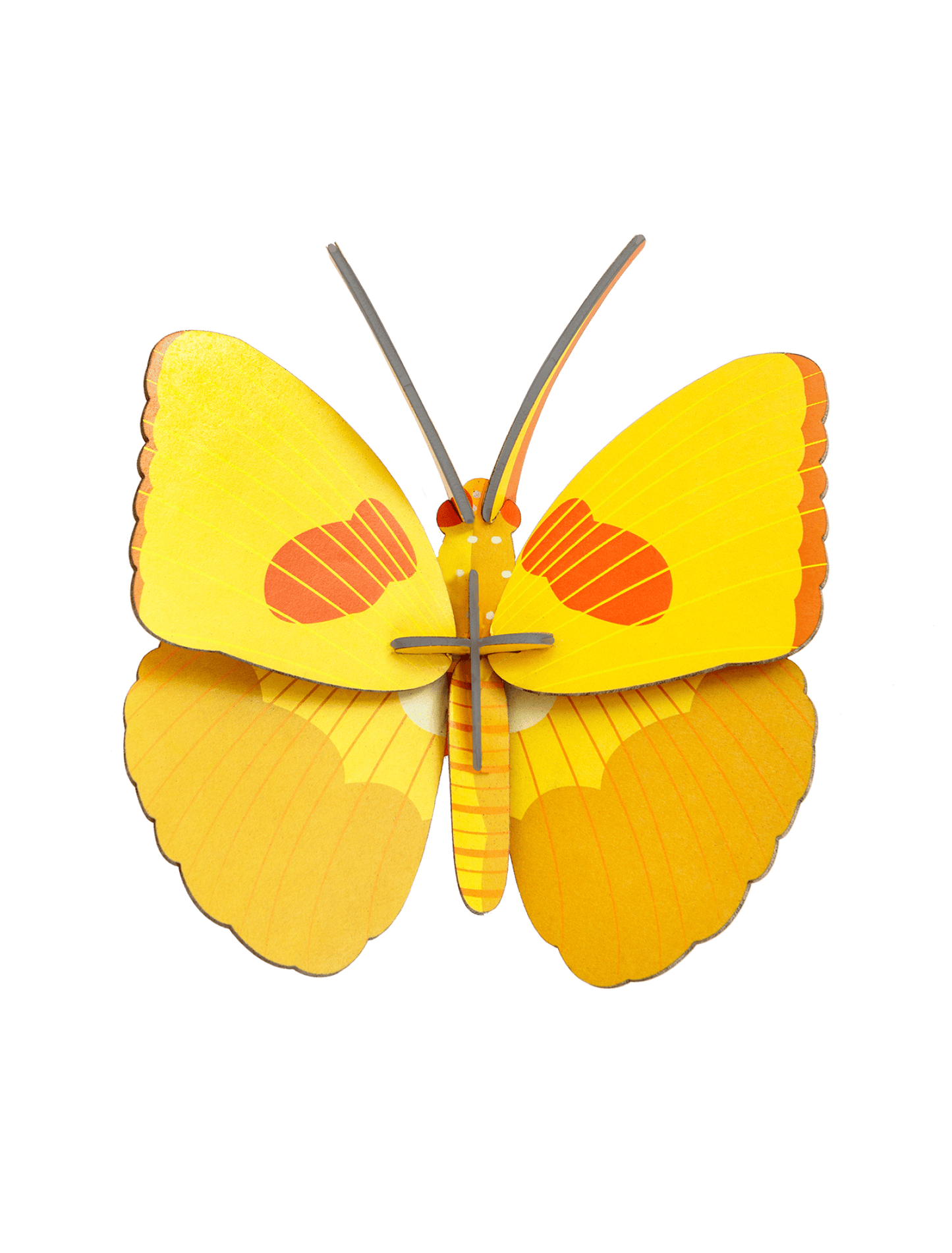 Yellow Wall Butterfly