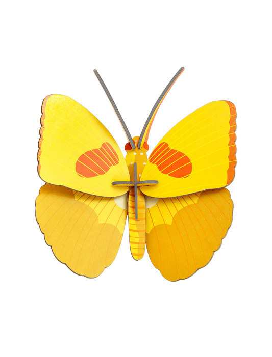 Yellow Wall Butterfly